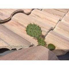 Facebook Arizona Roofing